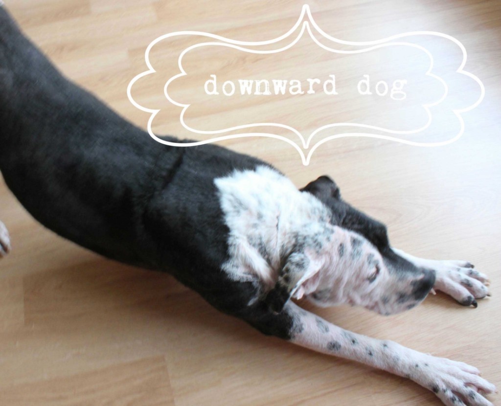 downward dog_pit bull_gaby_2